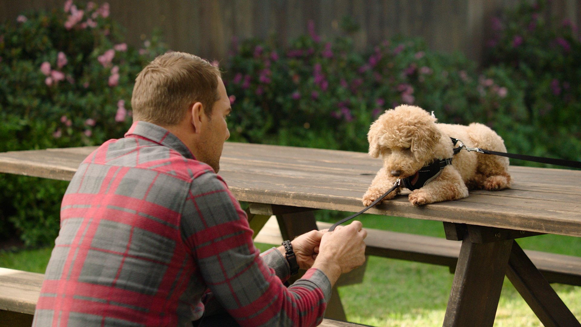 Brandon McMillan's 10 Essential Dog Training Tools - 2024