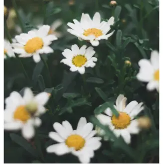 Photo of daisies in a field